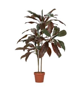 PLANTA CORDYLINE FRUTICOSA 70X60X110CM