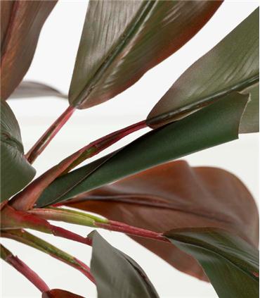 PLANTA CORDYLINE FRUTICOSA 70X60X110CM