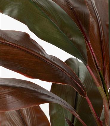 PLANTA CORDYLINE FRUTICOSA 70X60X110CM