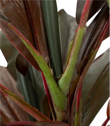 PLANTA CORDYLINE FRUTICOSA 70X60X110CM