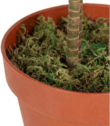 PLANTA CORDYLINE FRUTICOSA 70X60X110CM
