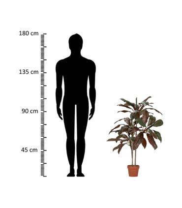 PLANTA CORDYLINE FRUTICOSA 70X60X110CM