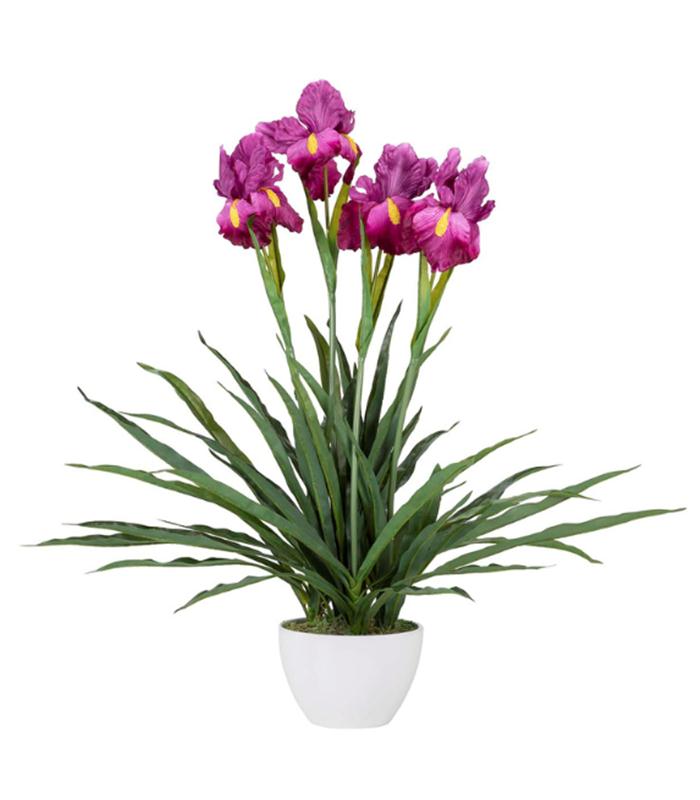 PLANTA ORQUIDEA CATTLEYA 60X60X70CM