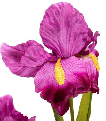 PLANTA ORQUIDEA CATTLEYA 60X60X70CM