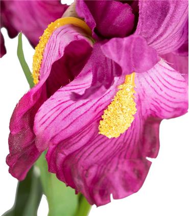 PLANTA ORQUIDEA CATTLEYA 60X60X70CM