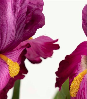 PLANTA ORQUIDEA CATTLEYA 60X60X70CM