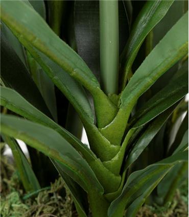 PLANTA ORQUIDEA CATTLEYA 60X60X70CM