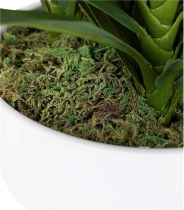 PLANTA ORQUIDEA CATTLEYA 60X60X70CM