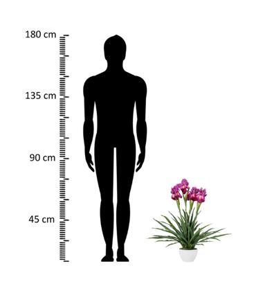 PLANTA ORQUIDEA CATTLEYA 60X60X70CM